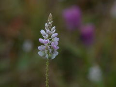 Polygala verticillata