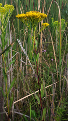 Solidago ohioensis