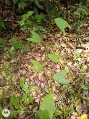 Passiflora chelidonea