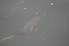 Hypsibarbus wetmorei