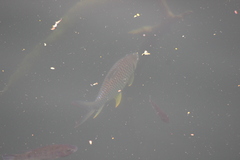 Hypsibarbus wetmorei