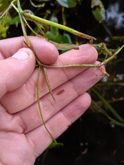 Potamogeton gramineus
