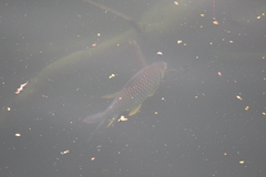 Hypsibarbus wetmorei