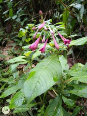 Fuchsia nigricans