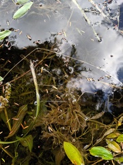 Potamogeton gramineus