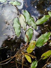 Potamogeton gramineus