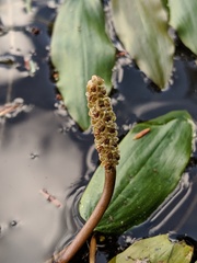 Potamogeton gramineus