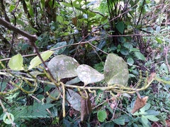 Phoradendron chrysocladon