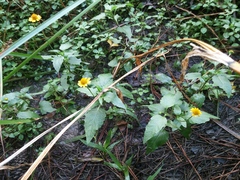 Acmella oppositifolia