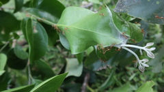 Dendrophthoe curvata