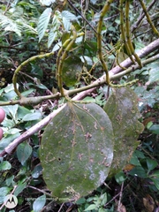 Phoradendron chrysocladon