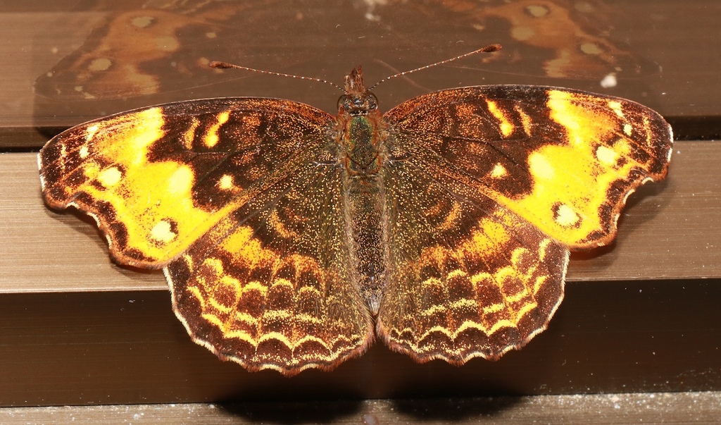 Orange-banded Crescent