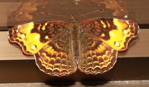 Orange-banded Crescent