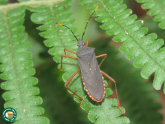 Leptoscelis elongator