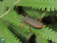 Leptoscelis elongator