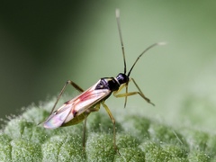 Tupiocoris