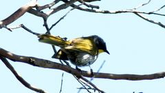 Nesoptilotis flavicollis