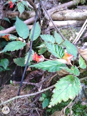 Begonia urticae