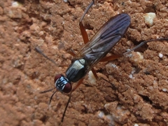 Sepedon aenescens