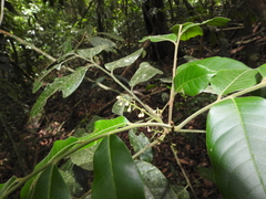 Trichilia erythrocarpa