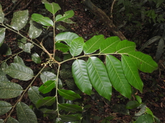 Trichilia erythrocarpa