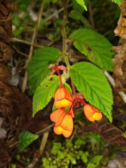 Begonia suaviola
