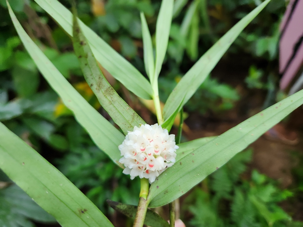 Glomera montana