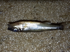 Percopsis omiscomaycus