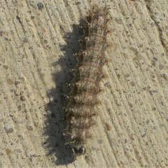 Lepidoptera