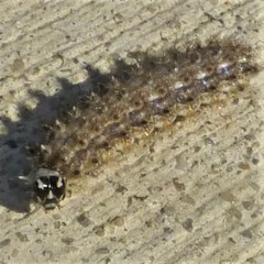 Lepidoptera