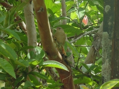 Cranioleuca subcristata