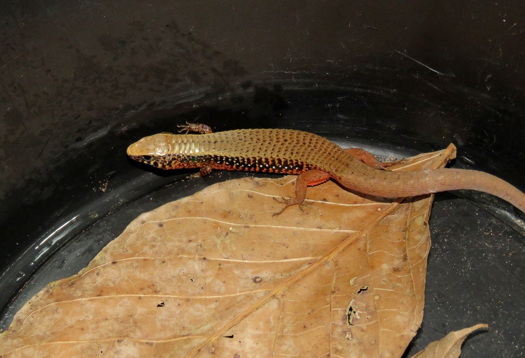 Rondonops biscutatus