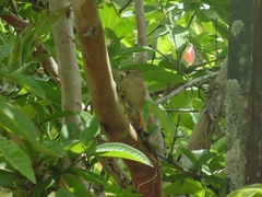 Cranioleuca subcristata