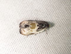 Olethreutes griseoalbana