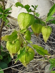 Physaleae