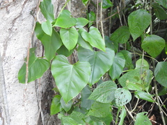 Philodendron jacquinii