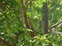 Cranioleuca subcristata