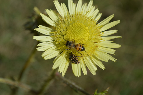 Image of Berkheya radula by (c) Hildegard Klein, some rights reserved (CC BY)