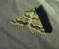 Macaria pallipennata