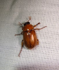 Cyclocephala borealis