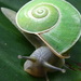 Camaenid Land Snails - Photo (c) Michael Pennay, some rights reserved (CC BY-NC-ND), uploaded by Michael Pennay