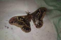 Callosamia angulifera