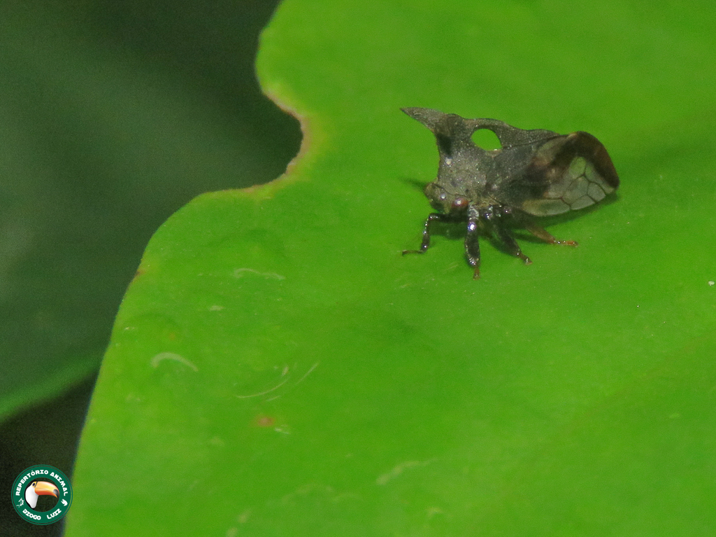 Lycoderides fuscus