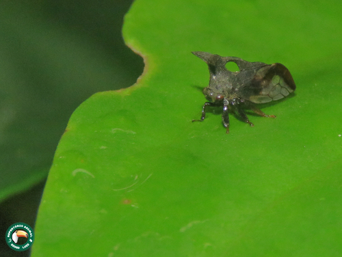 Lycoderides fuscus