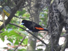 Ramphocelus flammigerus flammigerus