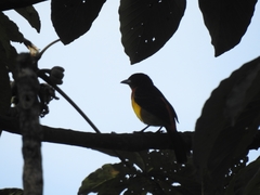 Ramphocelus flammigerus flammigerus