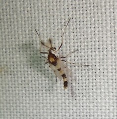 Coelotanypus concinnus