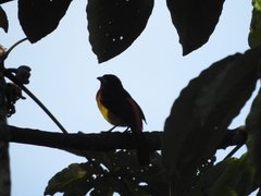 Ramphocelus flammigerus flammigerus