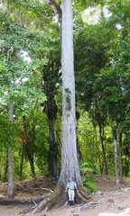 Swietenia macrophylla