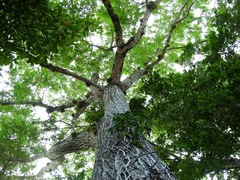 Swietenia macrophylla